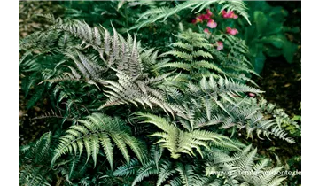 Gartenbaumschule Becker