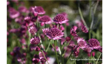 Gartenbaumschule Becker