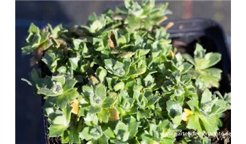 Gartenbaumschule Becker