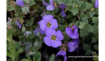 Gartenbaumschule Becker