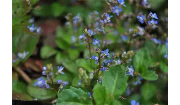 Gartenbaumschule Becker