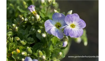 Gartenbaumschule Becker