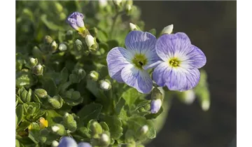 Gartenbaumschule Becker