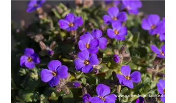 Gartenbaumschule Becker