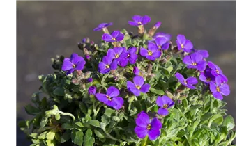 Gartenbaumschule Becker