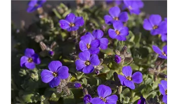 Gartenbaumschule Becker