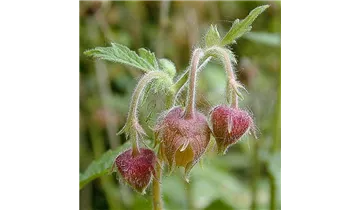 Gartenbaumschule Becker