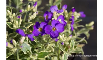 Gartenbaumschule Becker