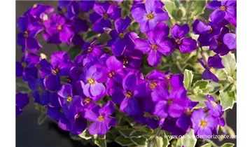 Gartenbaumschule Becker