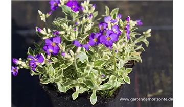 Gartenbaumschule Becker