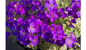 Gartenbaumschule Becker