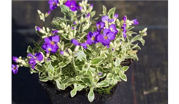 Gartenbaumschule Becker