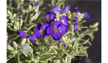 Gartenbaumschule Becker