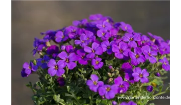 Gartenbaumschule Becker