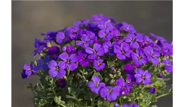 Gartenbaumschule Becker