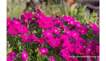 Gartenbaumschule Becker