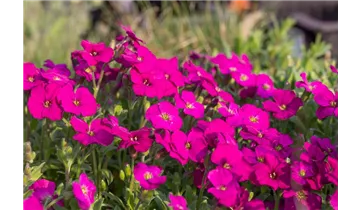 Gartenbaumschule Becker