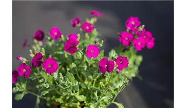 Gartenbaumschule Becker