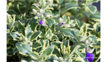 Gartenbaumschule Becker