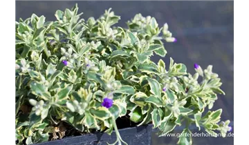 Gartenbaumschule Becker