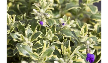 Gartenbaumschule Becker