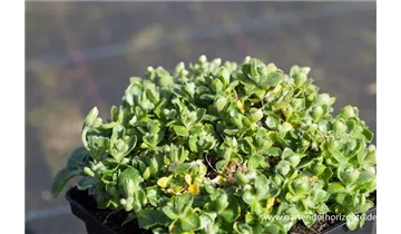 Gartenbaumschule Becker