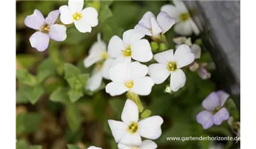 Gartenbaumschule Becker