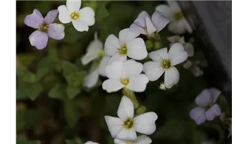 Gartenbaumschule Becker