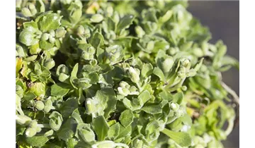 Gartenbaumschule Becker