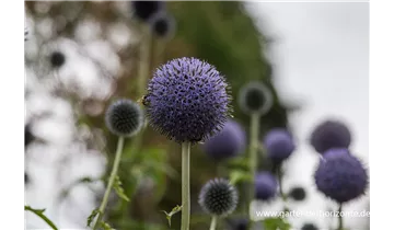 Gartenbaumschule Becker