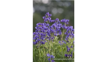 Gartenbaumschule Becker