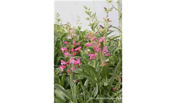 Gartenbaumschule Becker