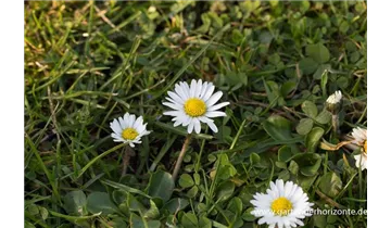 Gartenbaumschule Becker