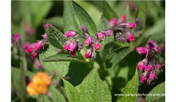 Gartenbaumschule Becker