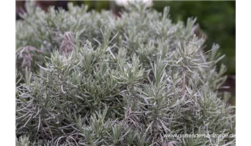 Gartenbaumschule Becker