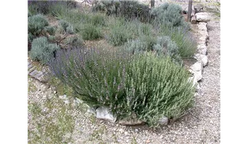 Gartenbaumschule Becker