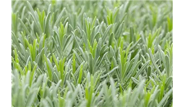 Gartenbaumschule Becker