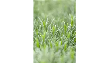 Gartenbaumschule Becker