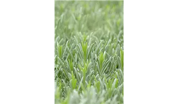 Gartenbaumschule Becker