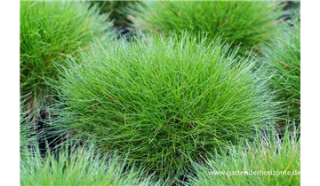 Gartenbaumschule Becker