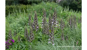 Gartenbaumschule Becker