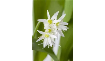 Gartenbaumschule Becker