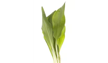 Gartenbaumschule Becker