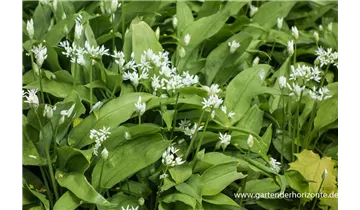Gartenbaumschule Becker
