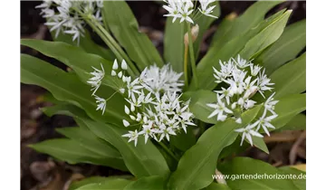 Gartenbaumschule Becker