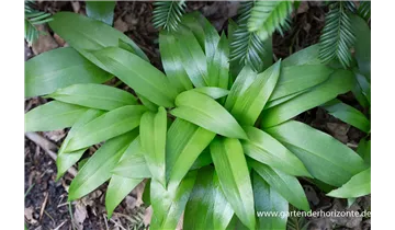 Gartenbaumschule Becker