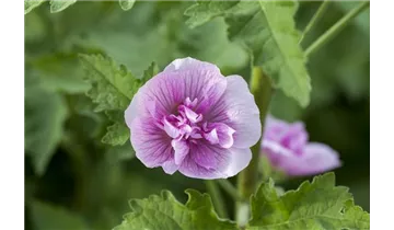 Gartenbaumschule Becker