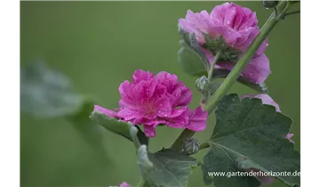 Gartenbaumschule Becker