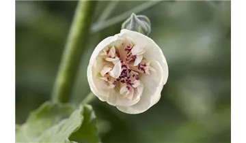 Gartenbaumschule Becker