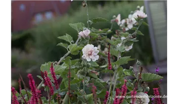 Gartenbaumschule Becker